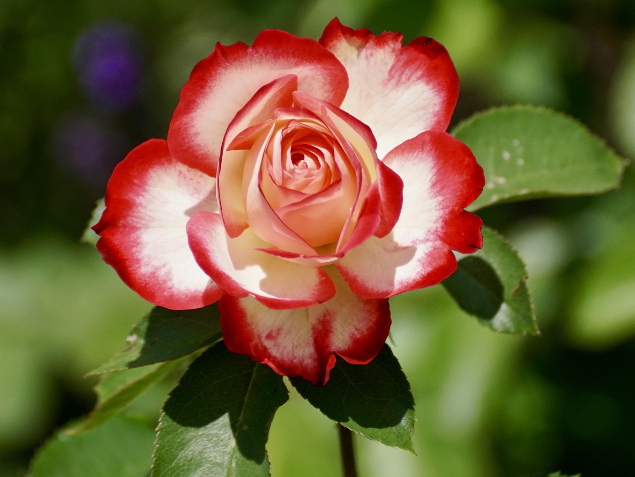 Rose Elegance Details